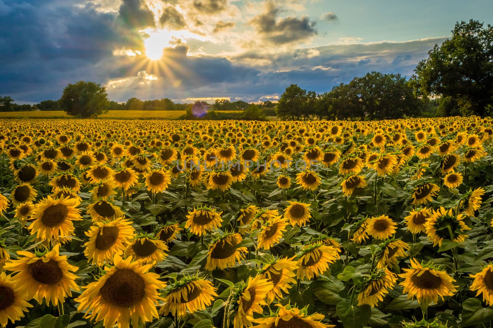 A field of sunflowers backlit while the sun is setting down