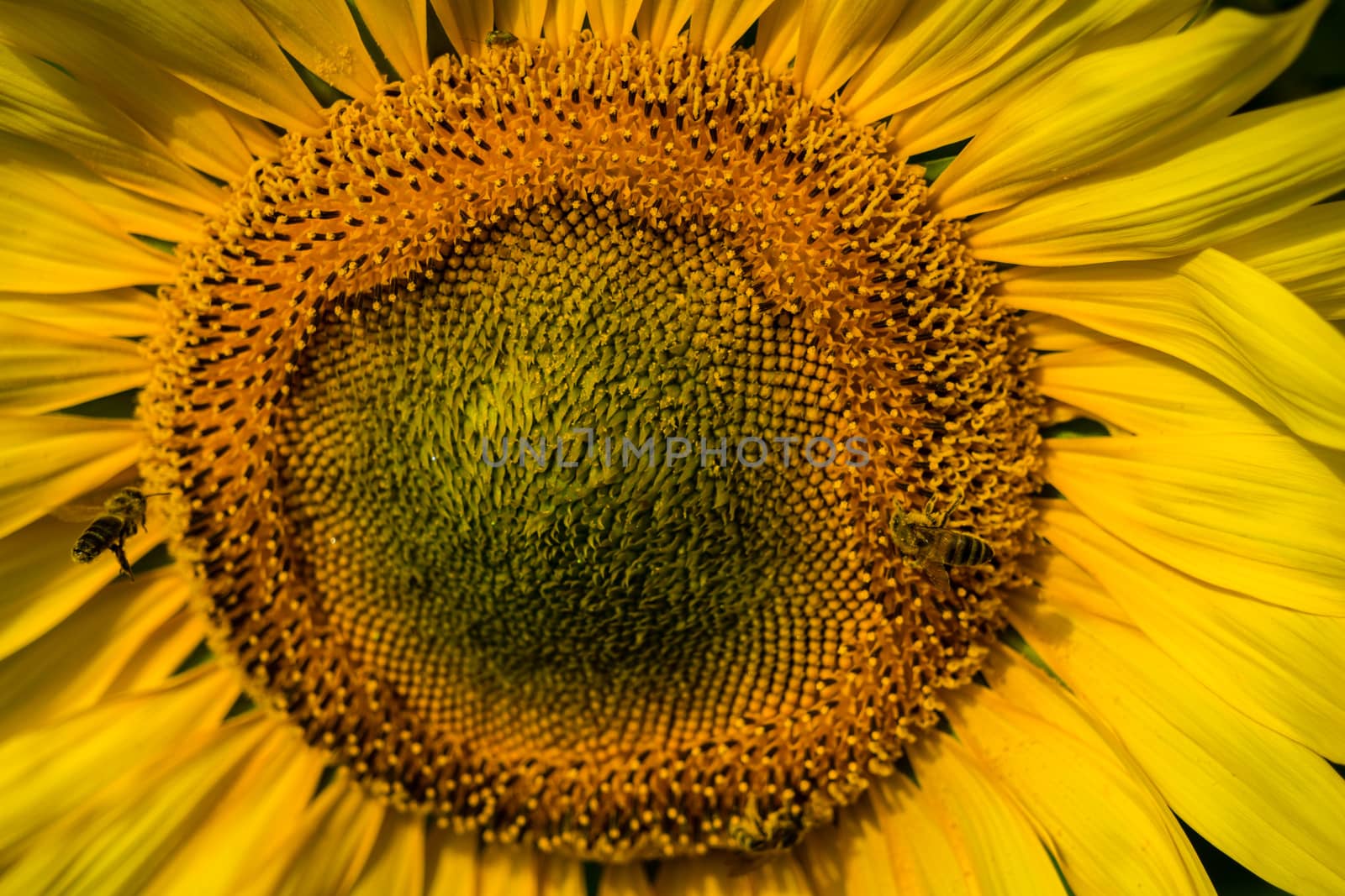 A sunflower in a field in France with bees