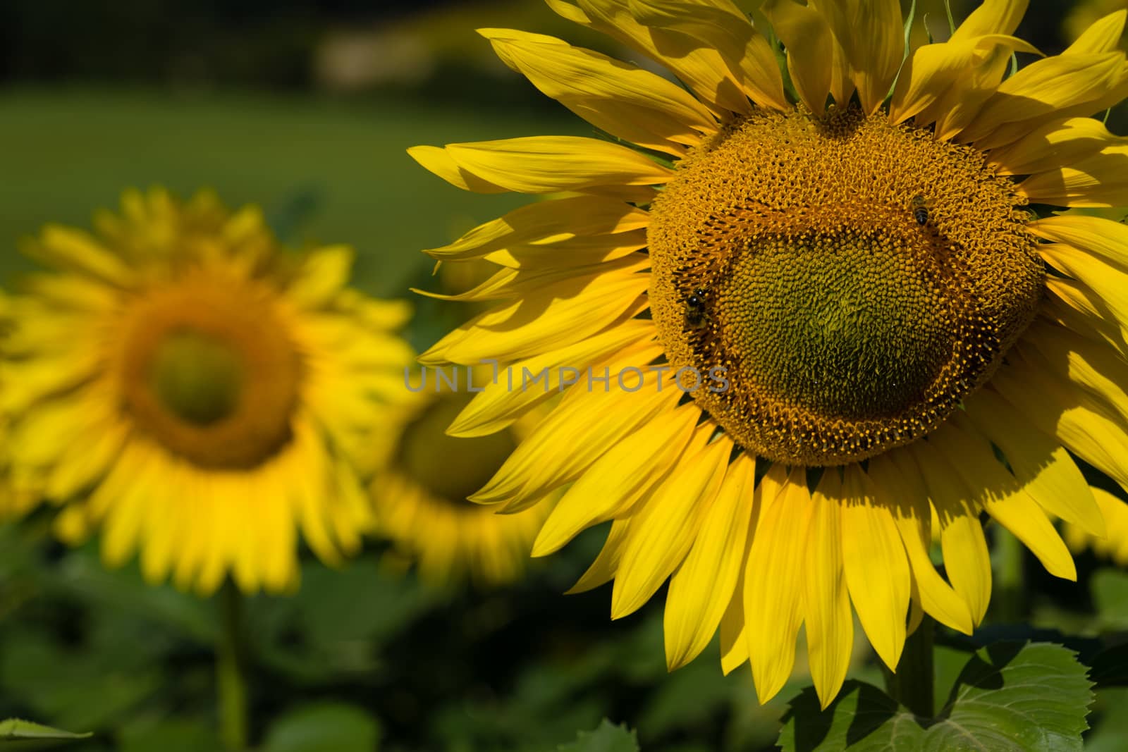 A sunflower in a field in France with bees