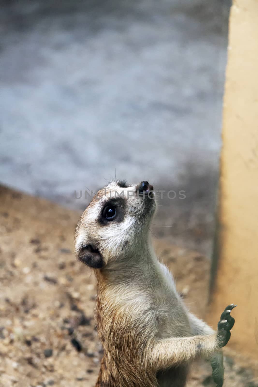 A single Meerkat looking on at the crowd