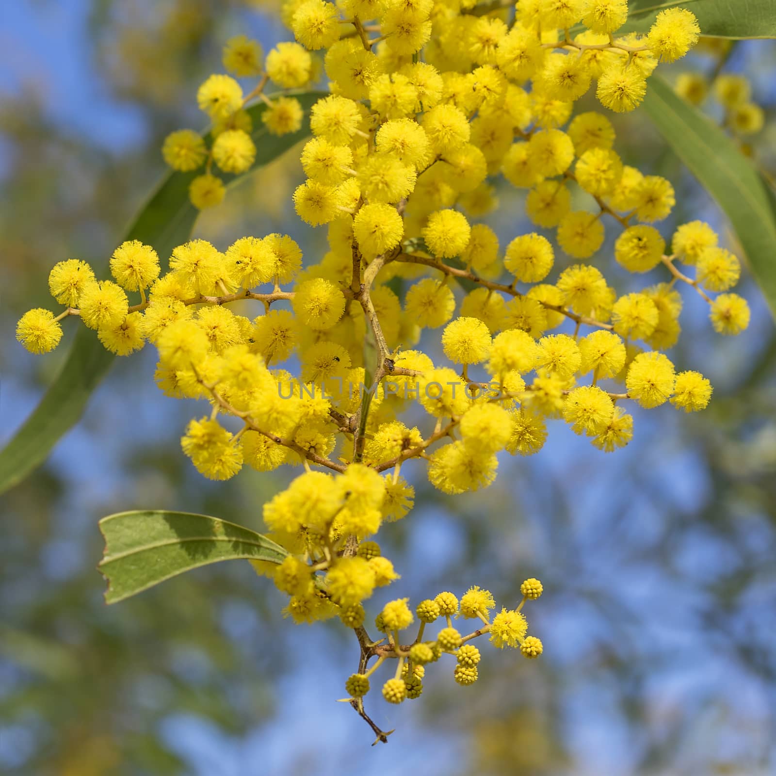 Australian Icon Golden Wattle Flowers by sherj