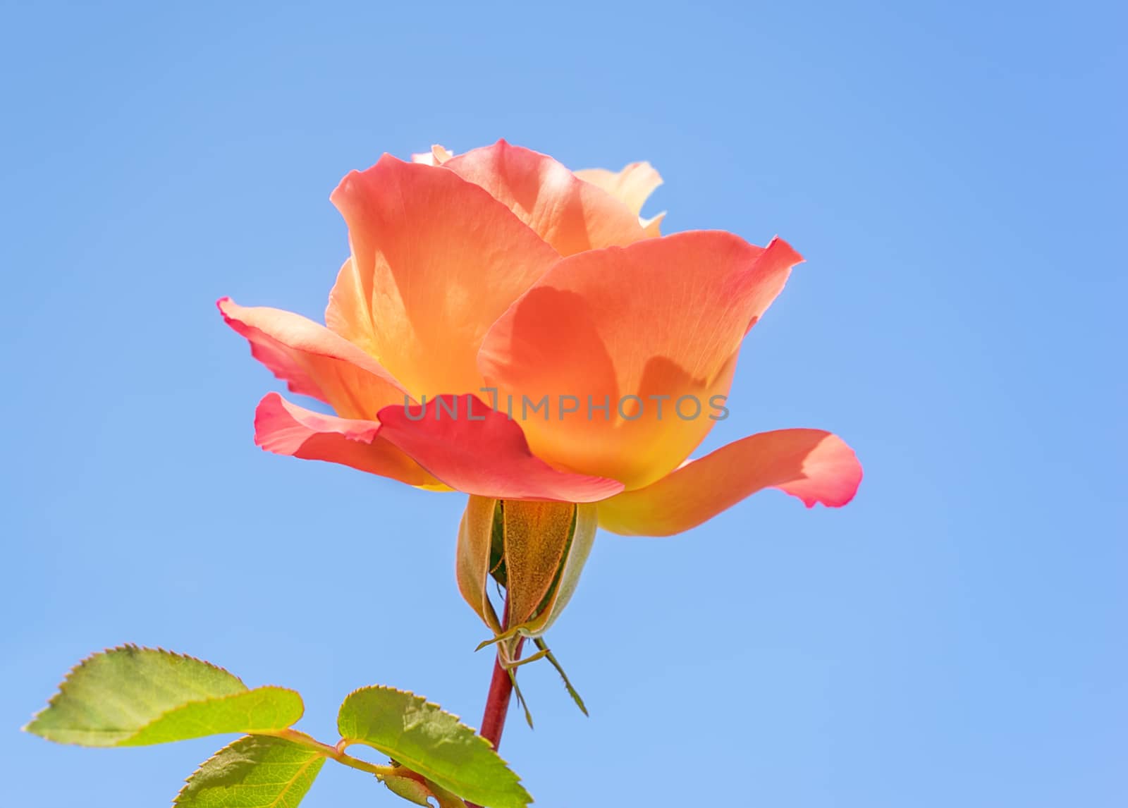 Spring time rose flower against clear blue sky background