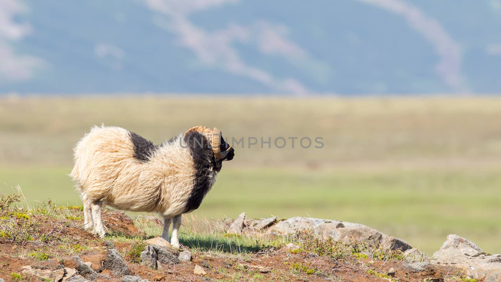 One Icelandic big horn sheep enjoying the sun