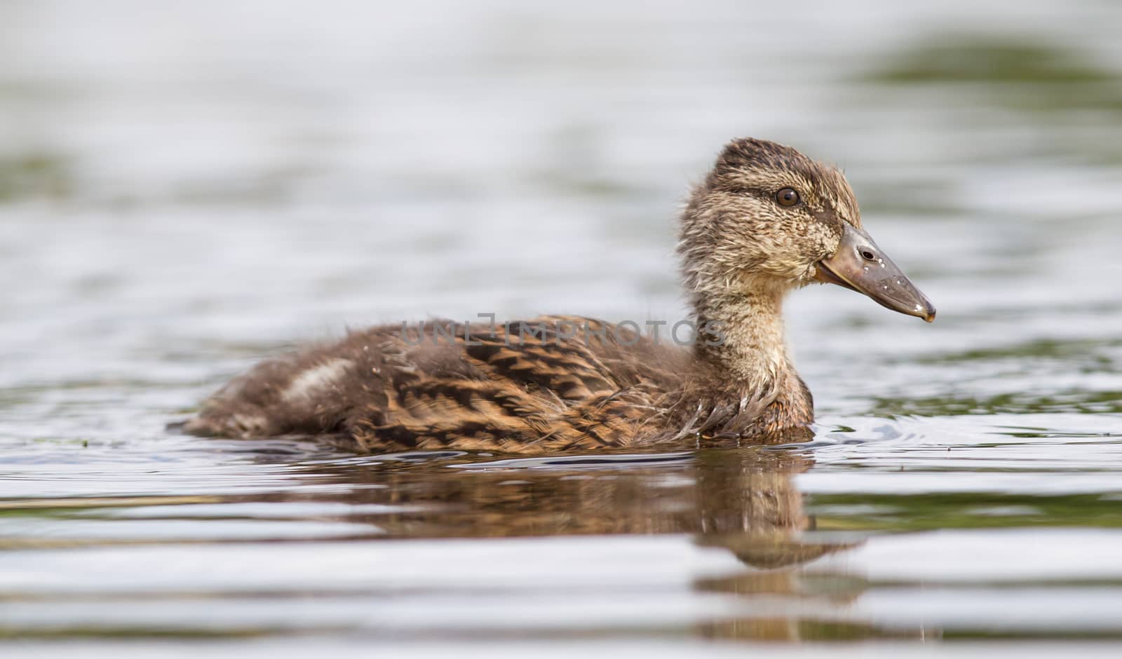 Young mallard duck, juvenile by michaklootwijk