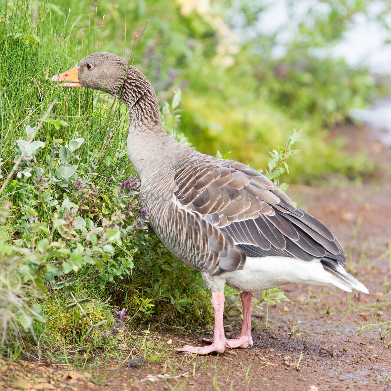 Greylag Goose eating in a national park in Iceland by michaklootwijk
