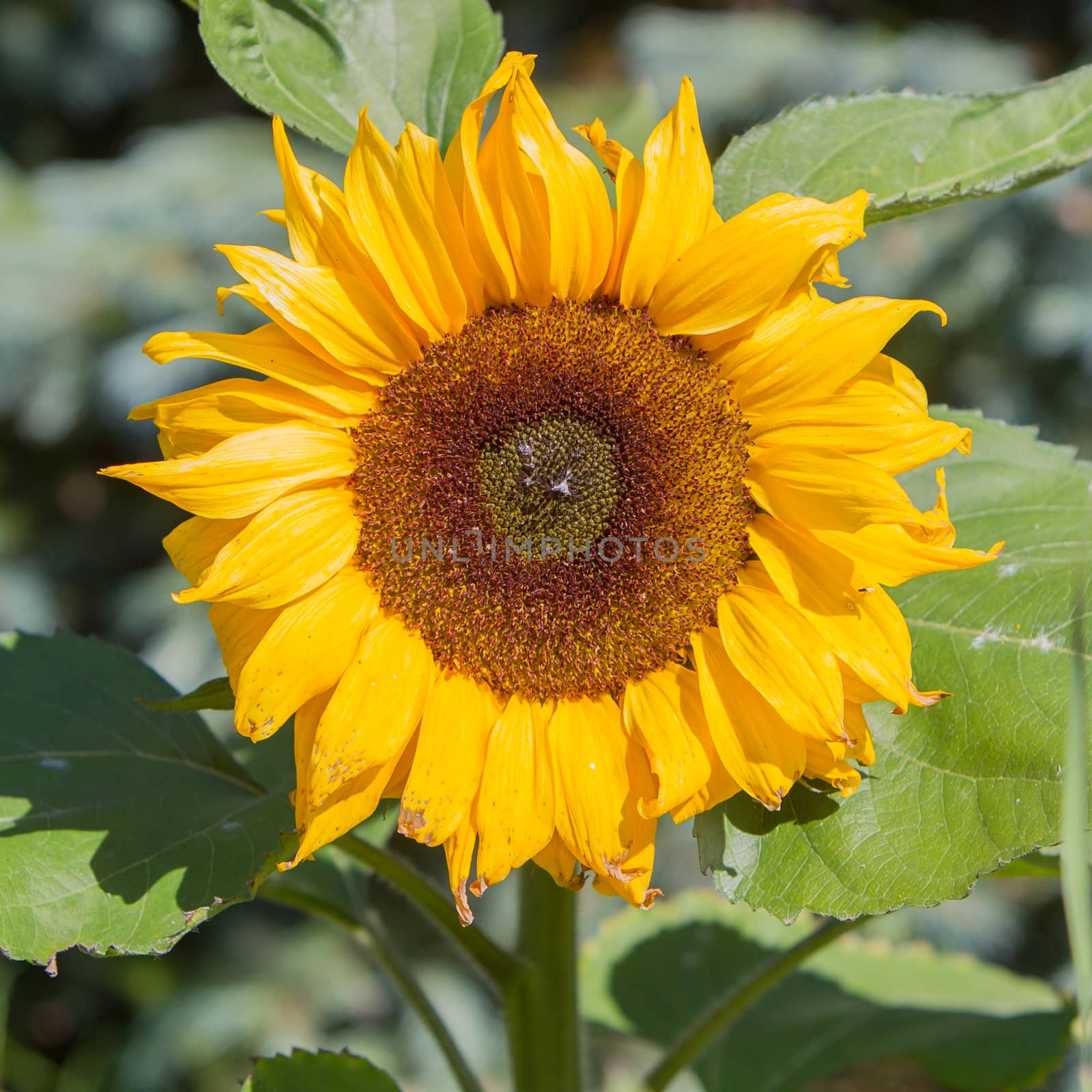 Single sunflower blooming - One of earth largest flowers