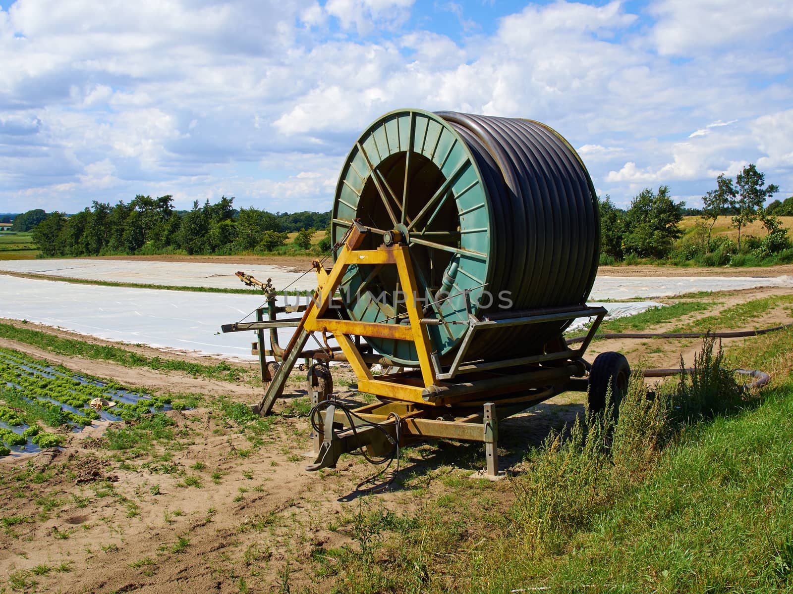 Agricultural irrigation green field being watered with a water cannon