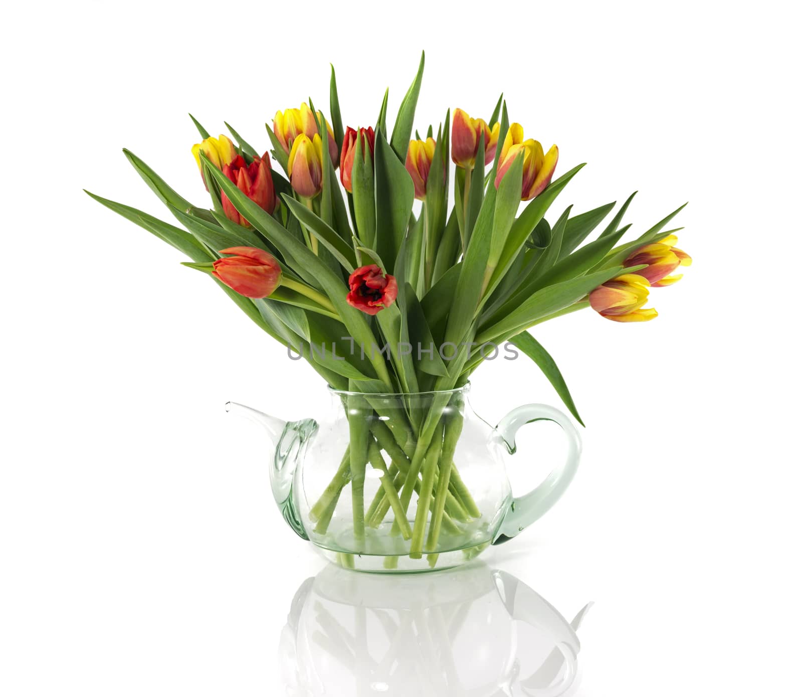 red and yellow tulips isolated on white 