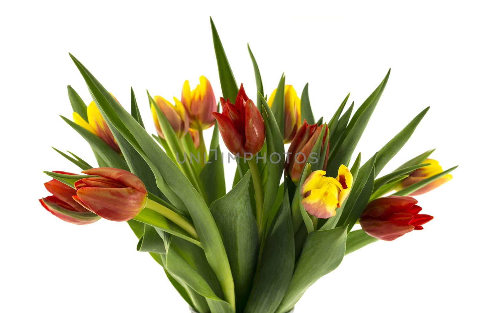 red and yellow tulips on white background