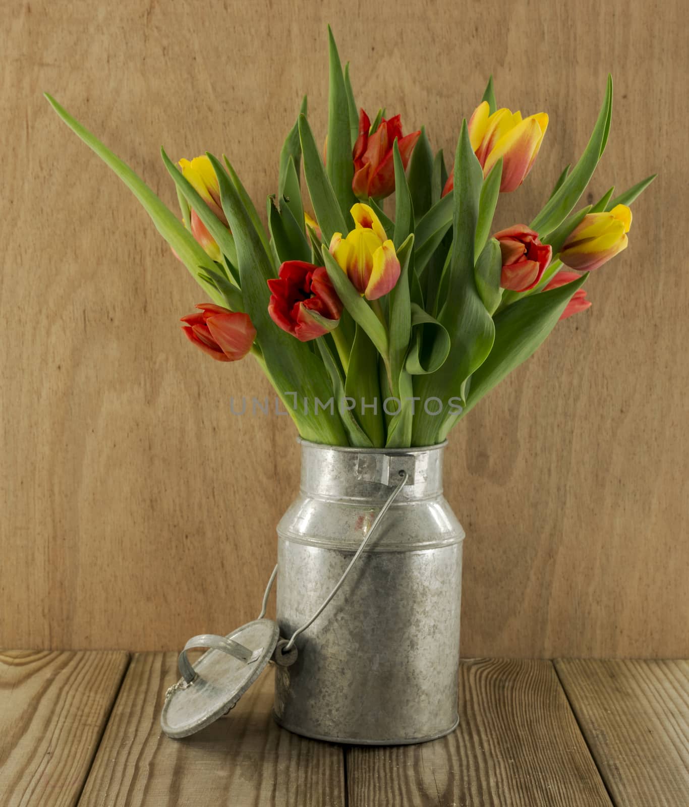 red and yellow tulip flowers on wooden background