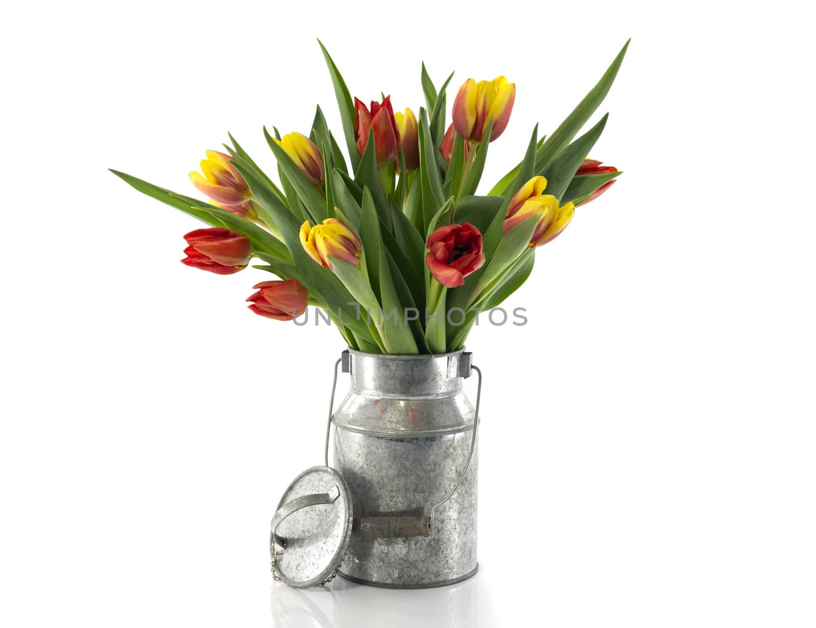 red and yellow tulips in metal bucket isolated on white