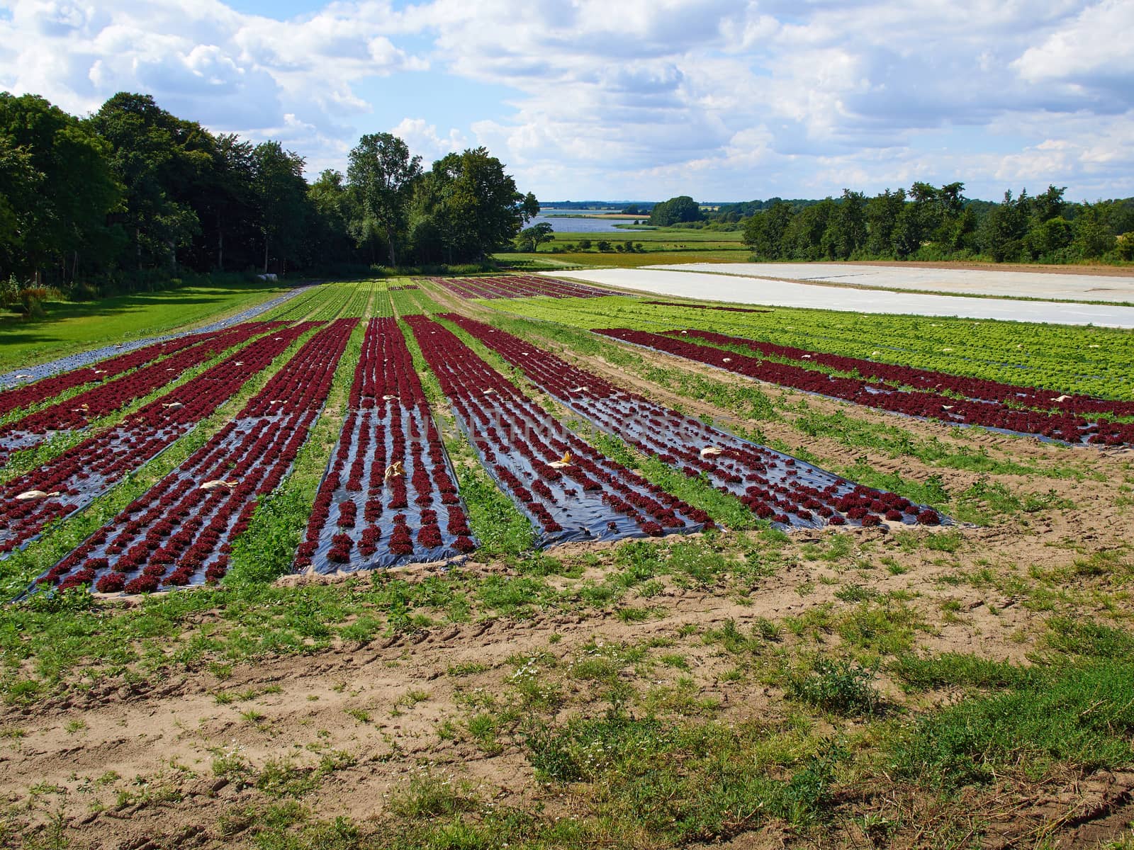 Cultivated field of Salad Green and Red Lettuce by Ronyzmbow