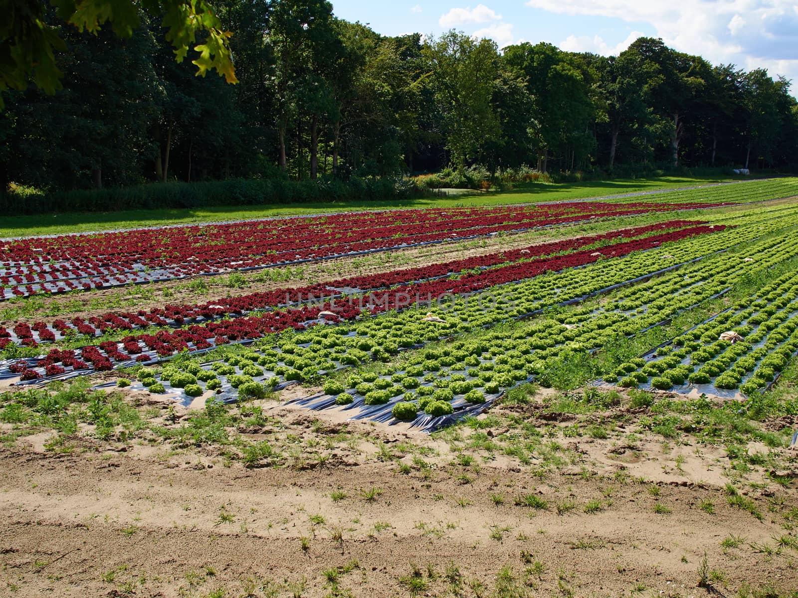 Cultivated field of Salad Green and Red Lettuce by Ronyzmbow