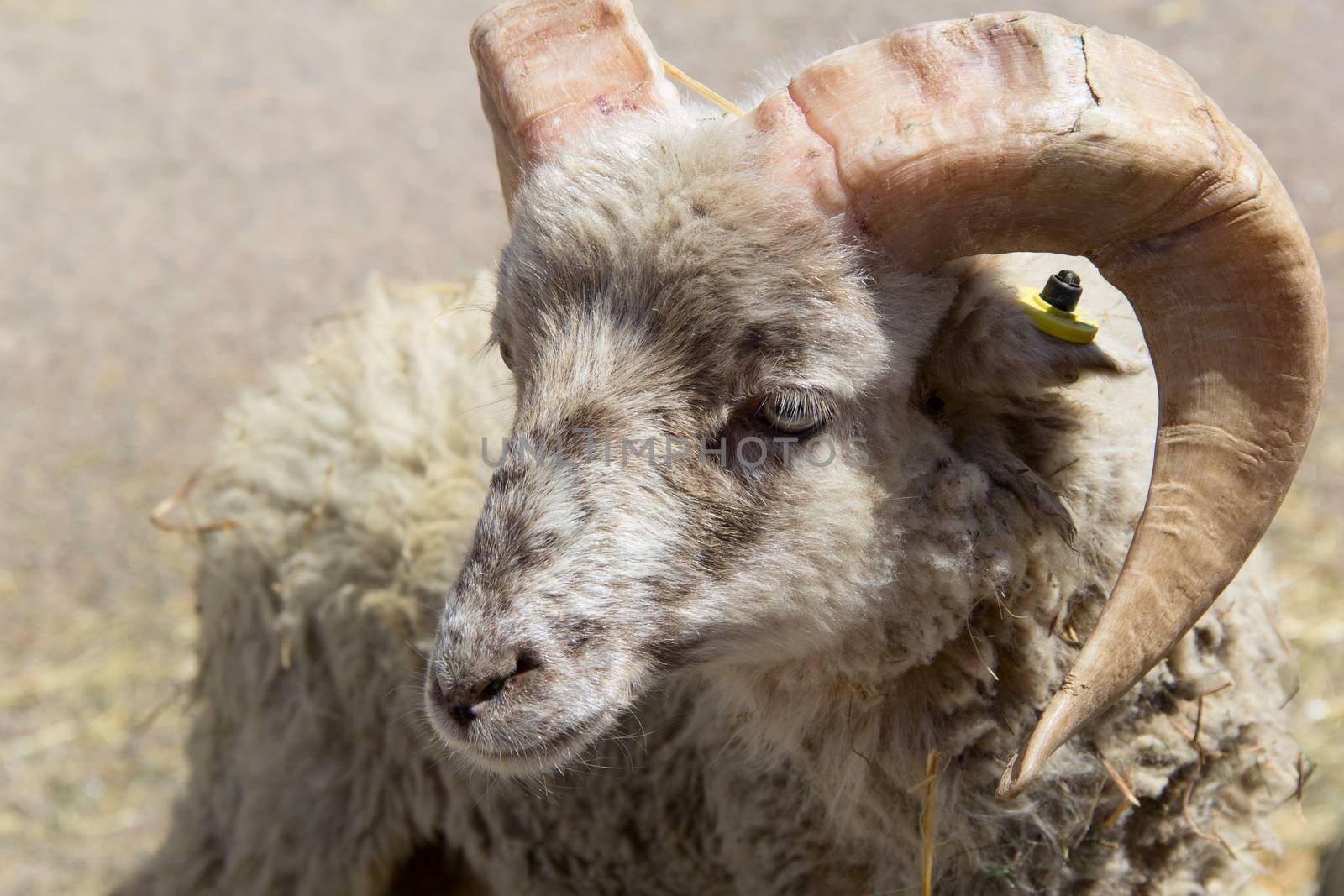 one young ram with large horns. photo