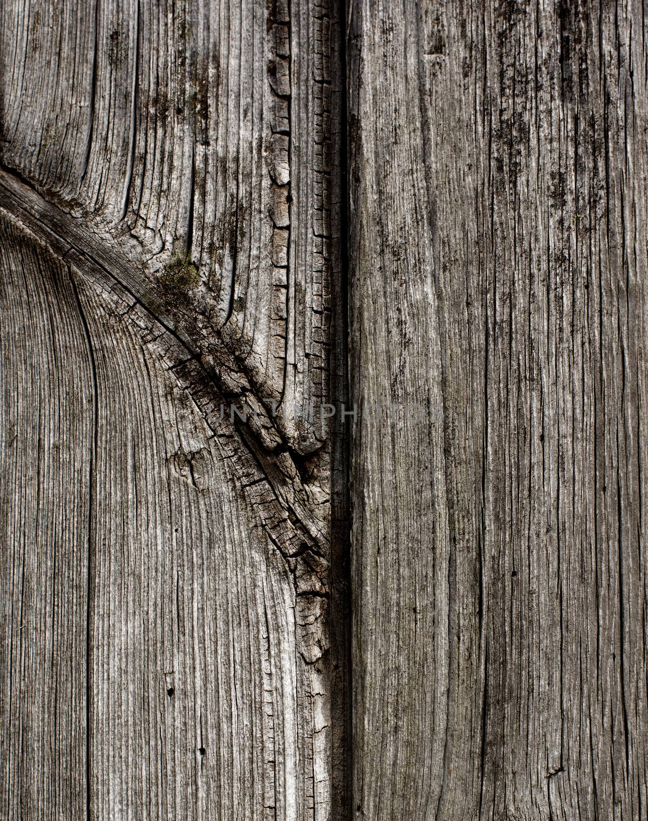 Background of Natural Weathered Grey Wood with Fracture Crack closeup
