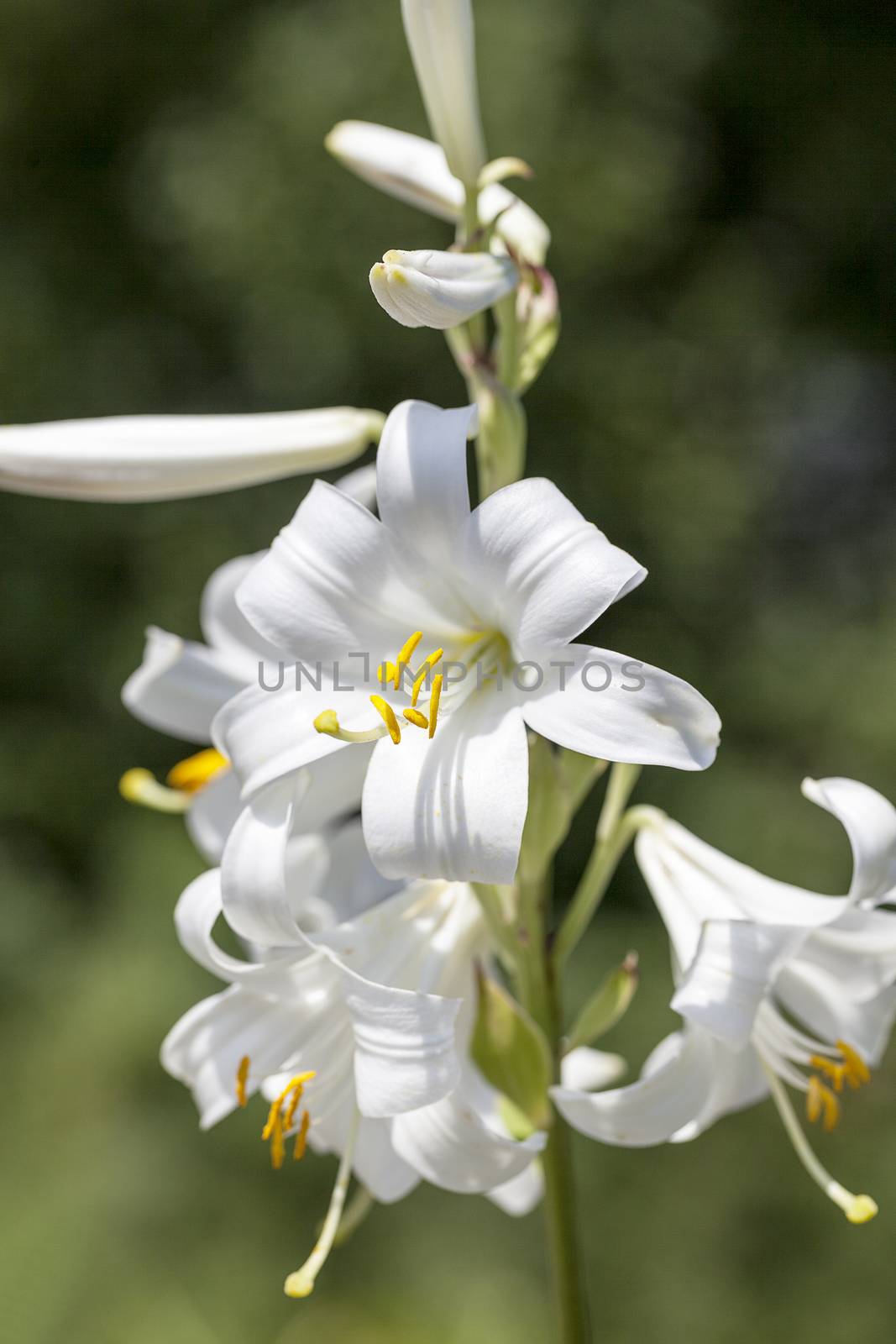 Flowers of white Lilium candidum blooming in the garden .