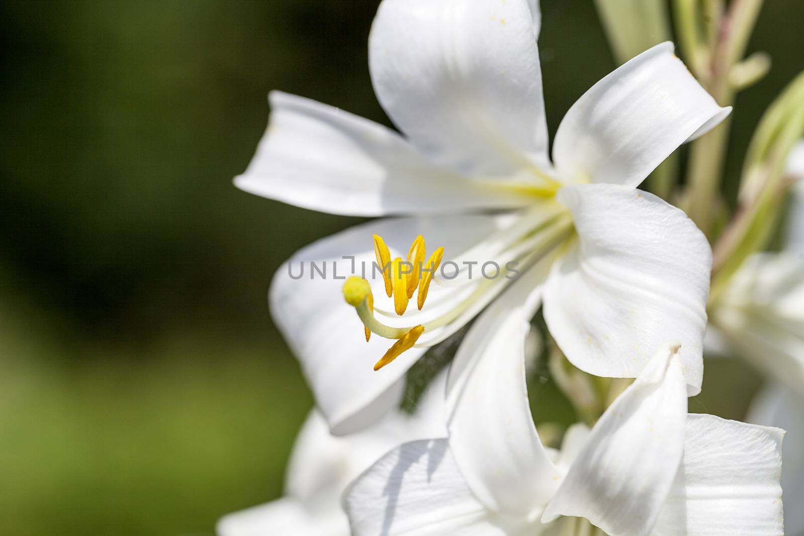Flowers of white Lilium candidum blooming in the garden .