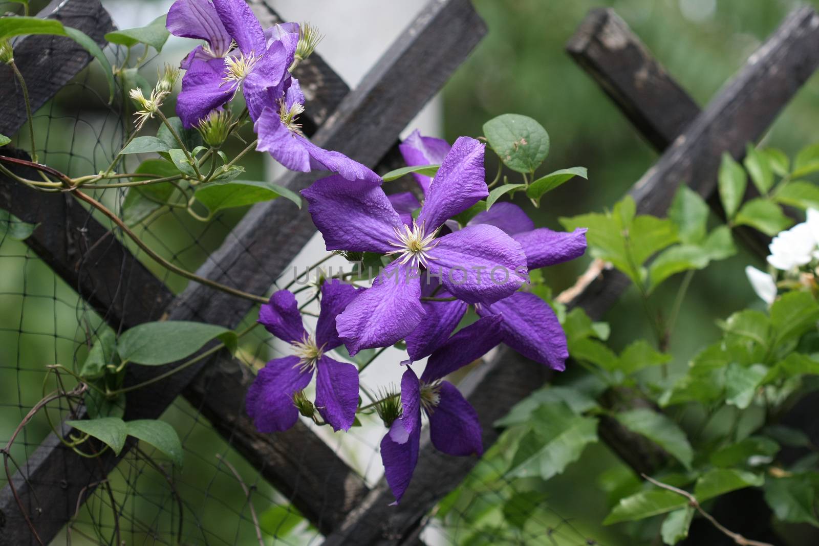 Close up of purple clematis flowers