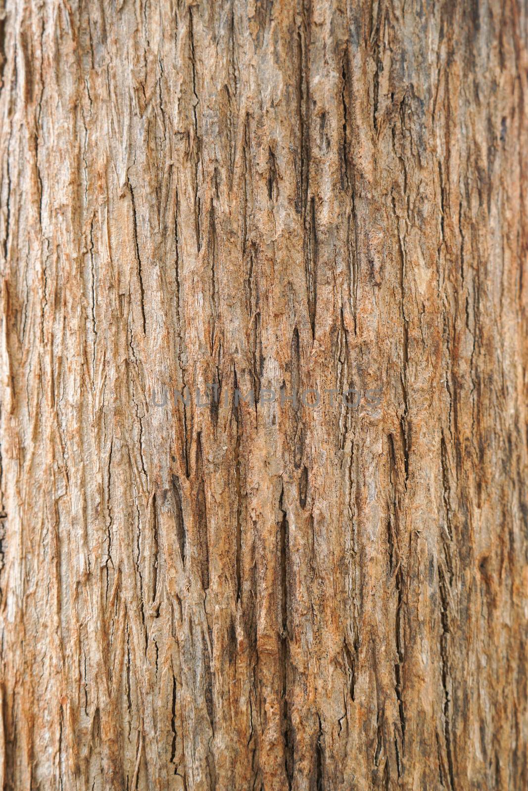 teak tree bark texture