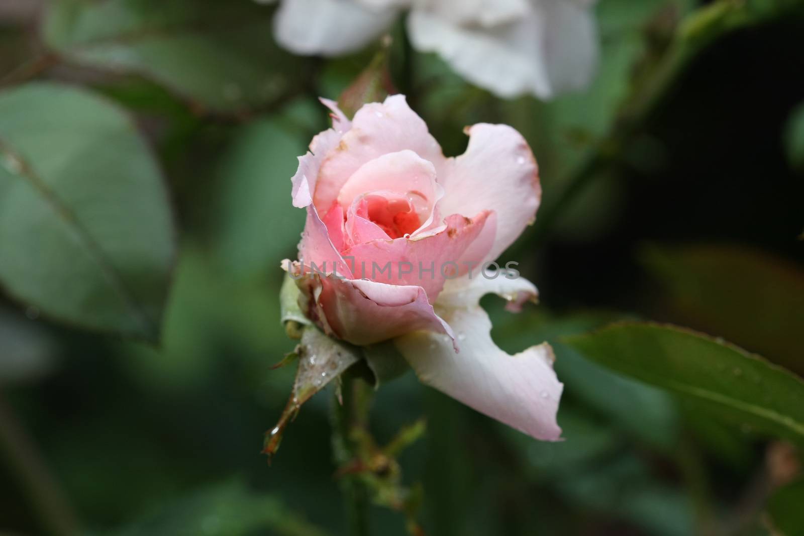Close up of pink rose with rain drops