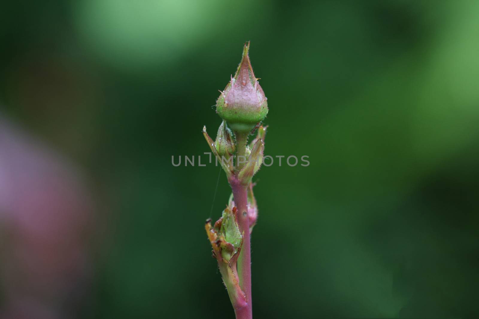 Close up of pink rose buds with rain drops