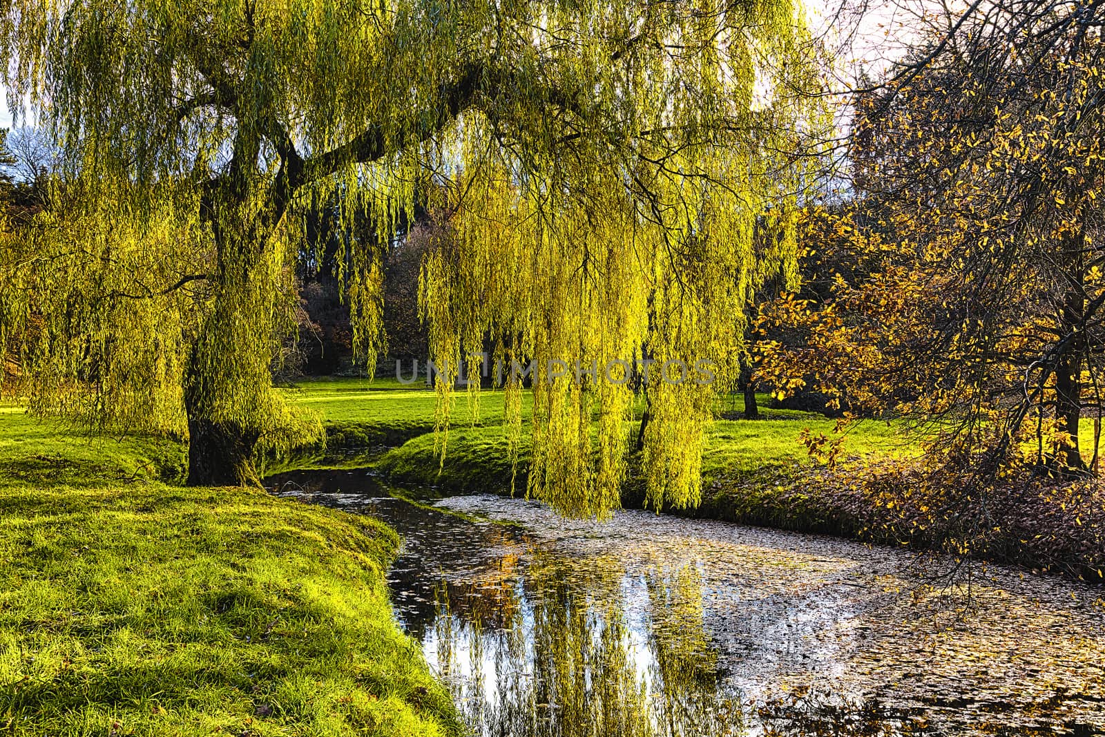 Willow tree by the Pond by hanusst