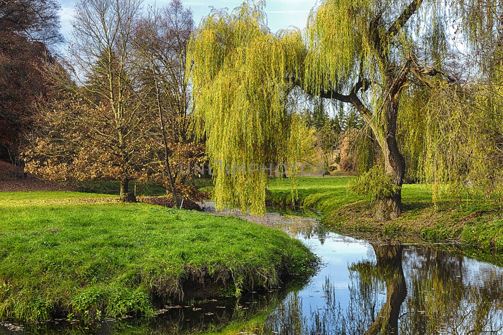 Willow tree by the Pond by hanusst