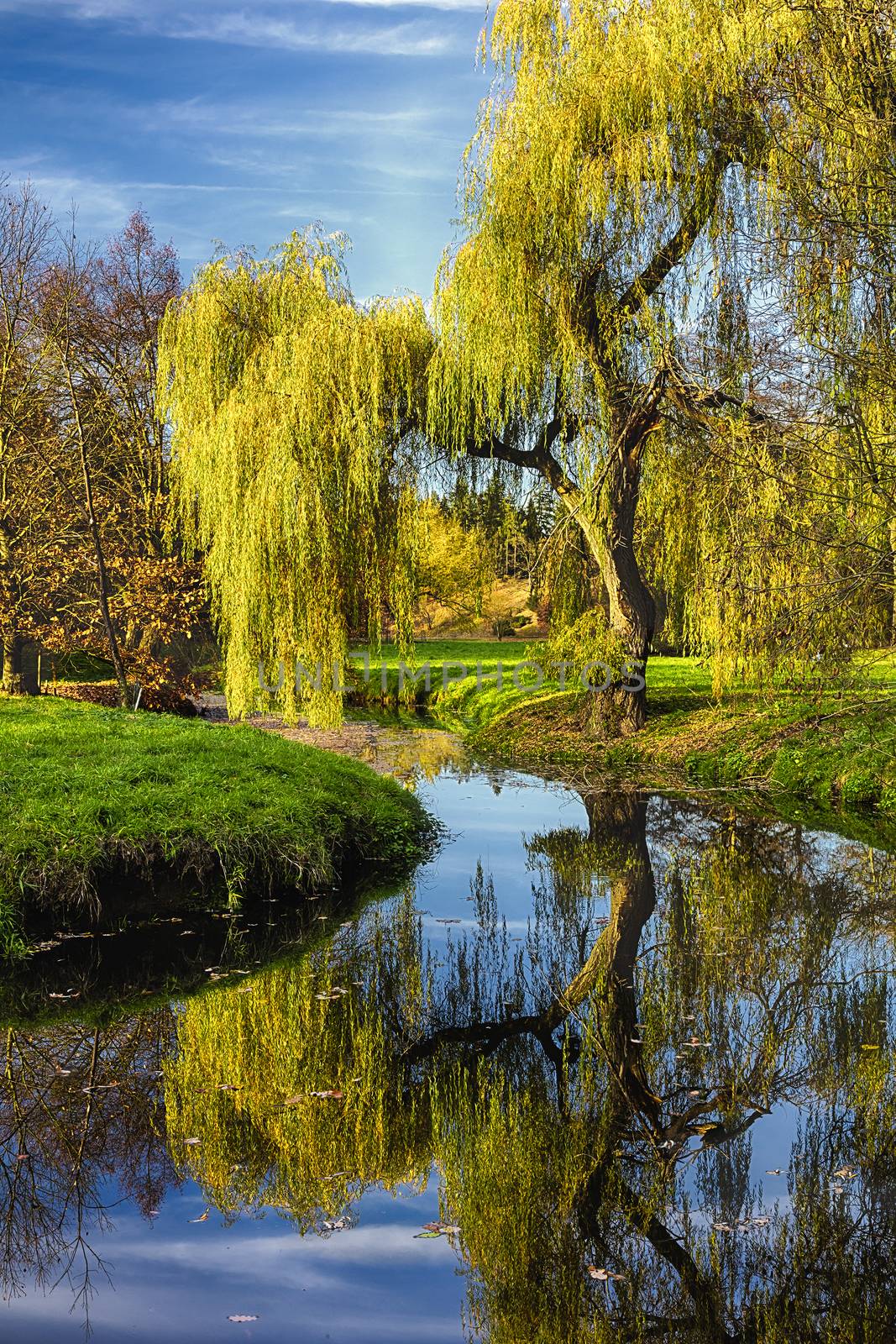 Willow tree by the Pond with the mirroring on the surface