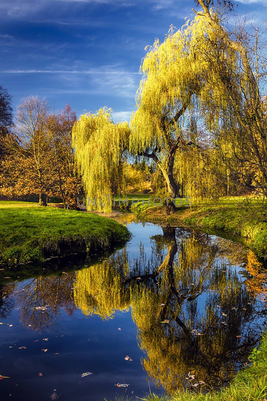 Willow tree by the Pond by hanusst