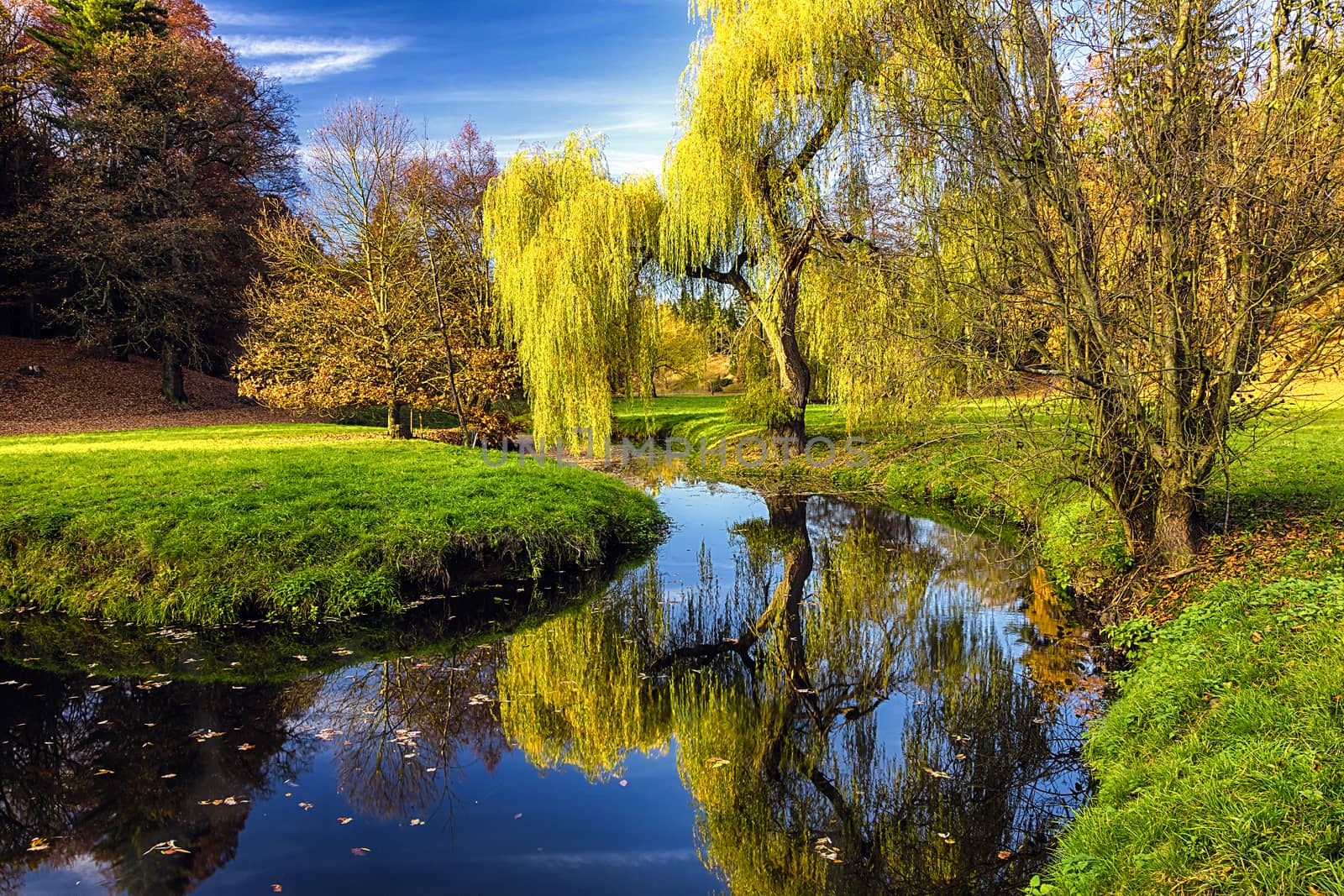 Willow tree by the Pond with the mirroring on the surface