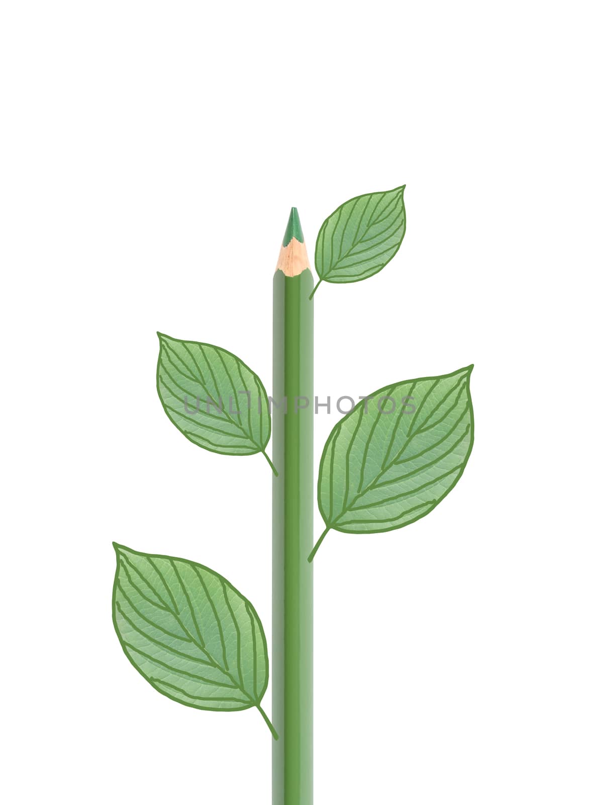 Green Pencil With Leaves by kvkirillov