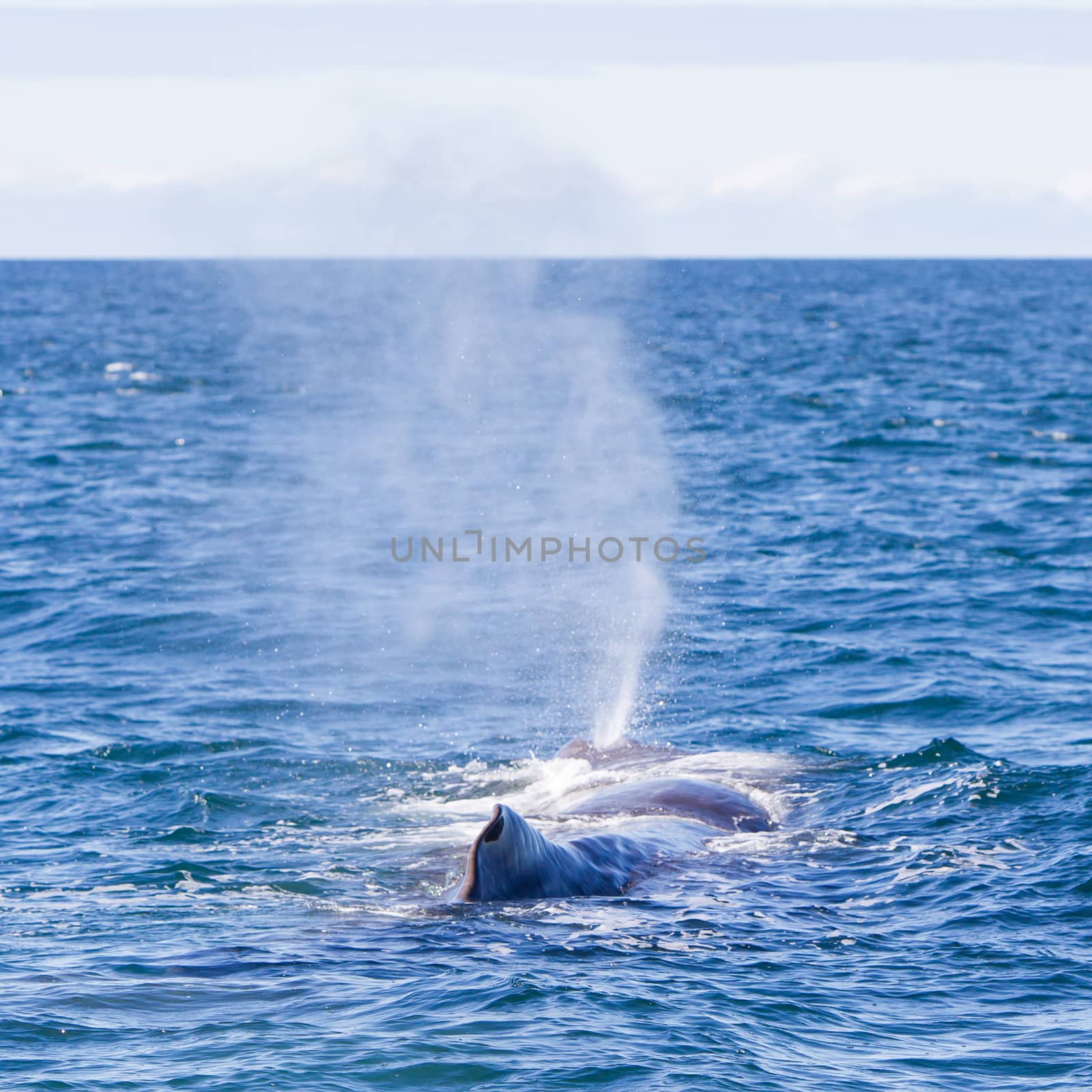 Blowout of a large Sperm Whale near Iceland by michaklootwijk