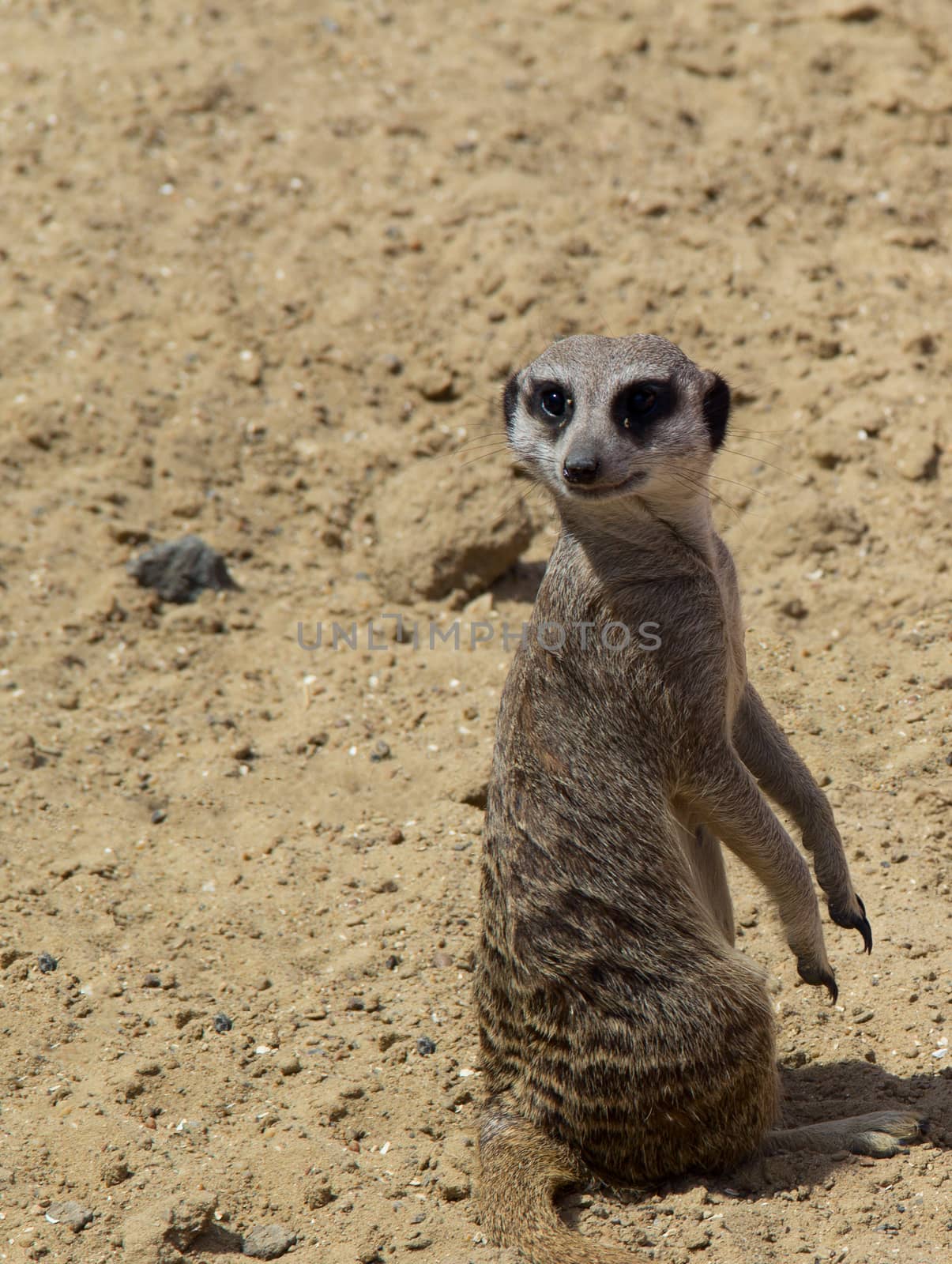 one small meerkat on the nature. photo