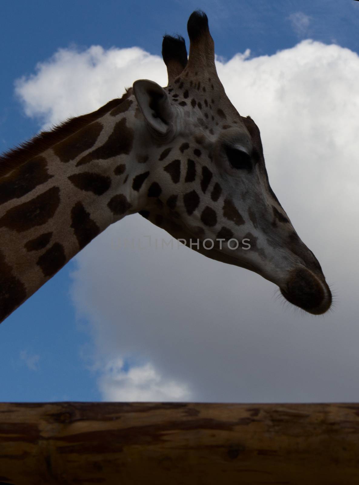 one big giraffe the sky with clouds. photo