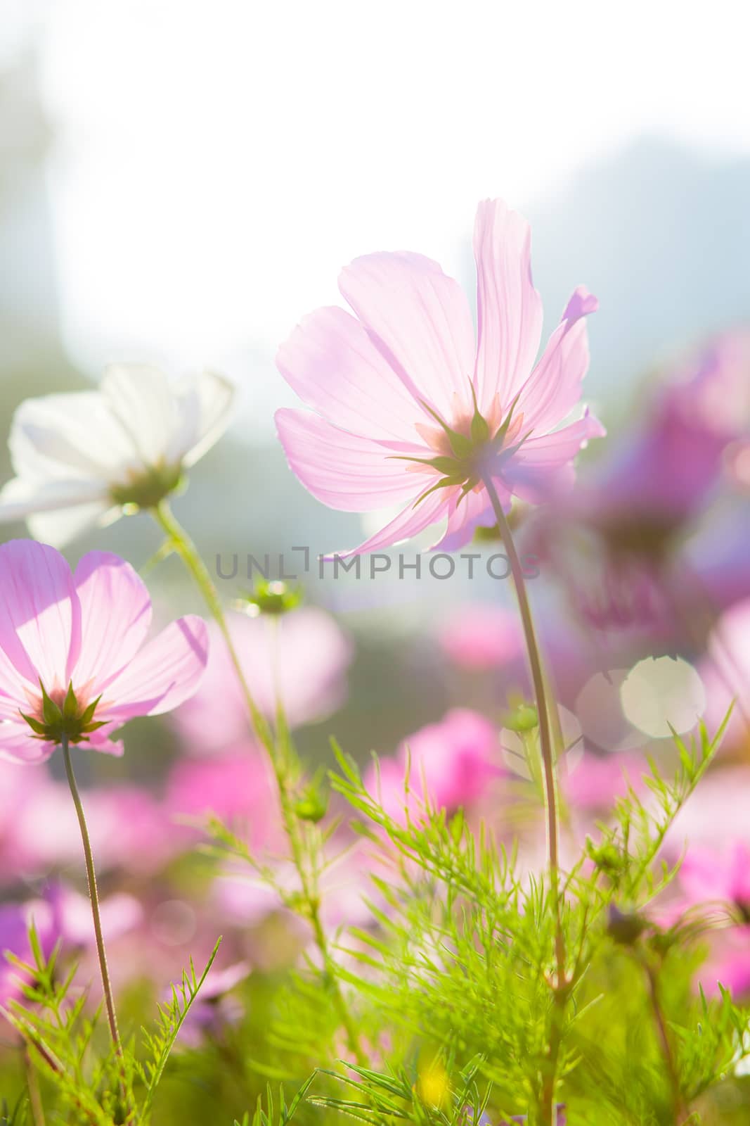 Daisy under sunlight