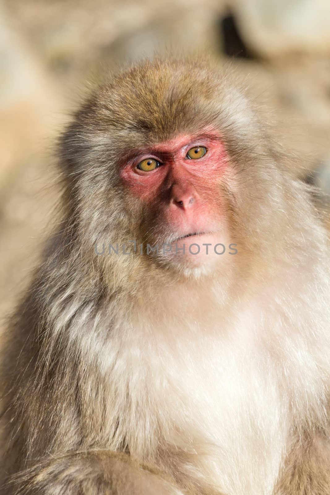 Snow Monkey