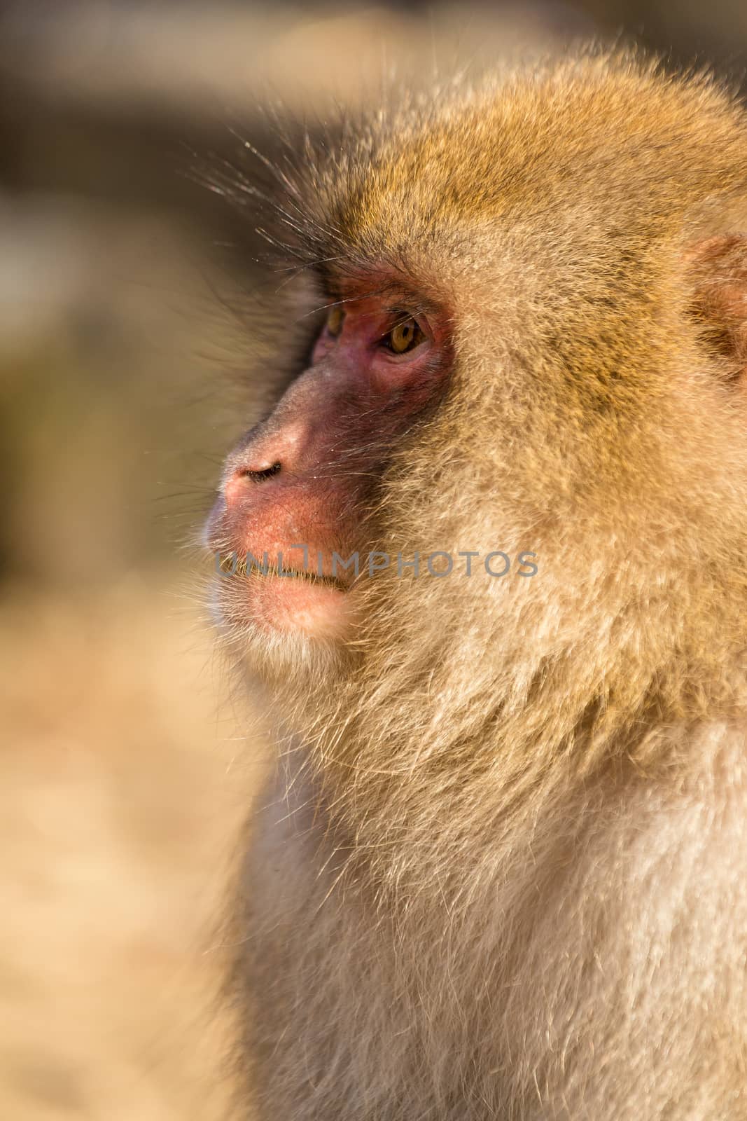 Side profile of monkey