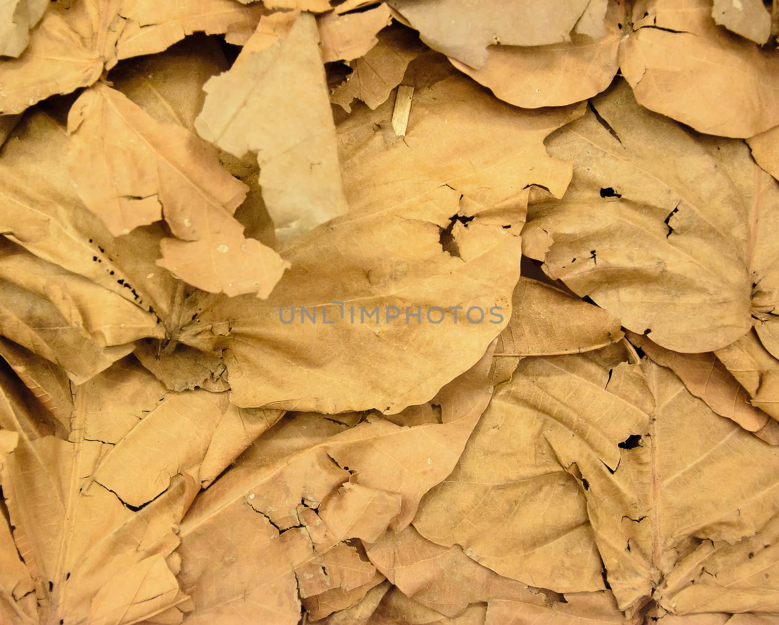 Dry leaves wallpaper in thailand 3 by ahimaone