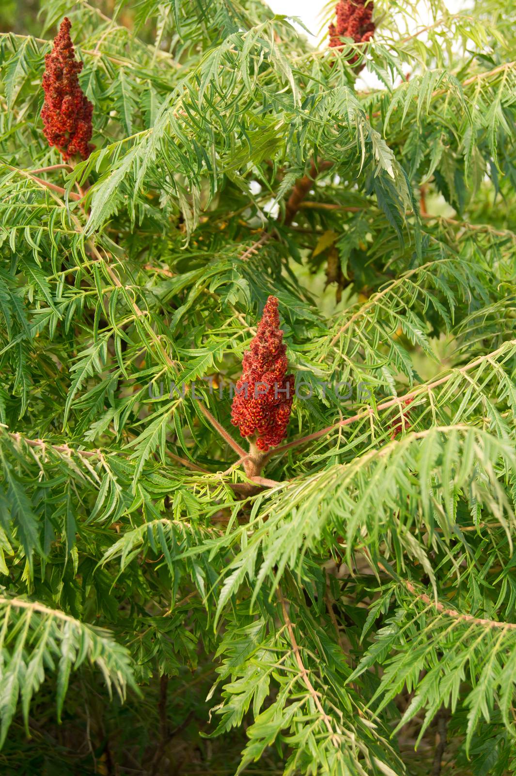 The sumac (Rhus typhina) flower parks, gardens ornament.