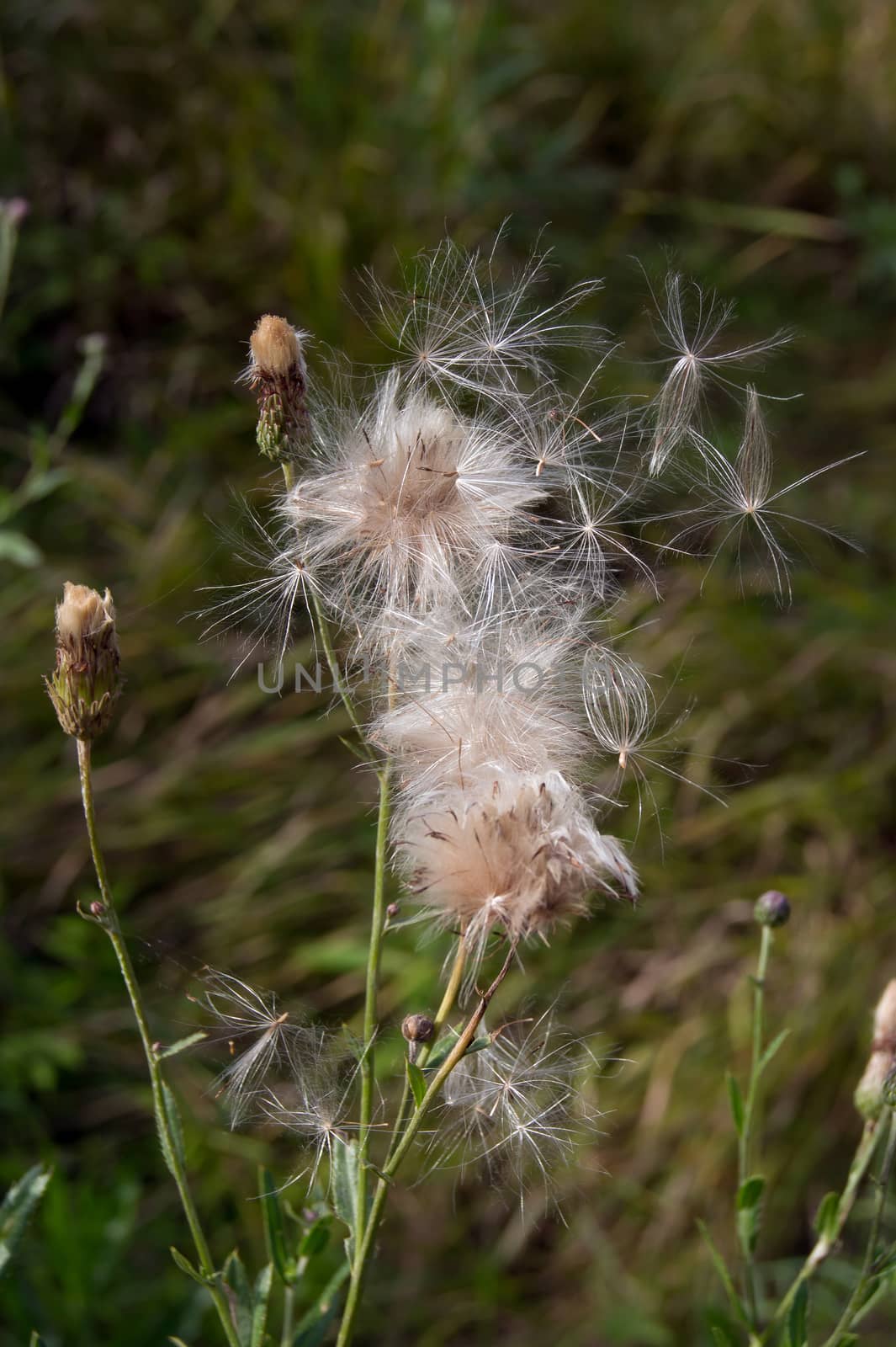  Canada thistle (Cirsium arvense) by dadalia