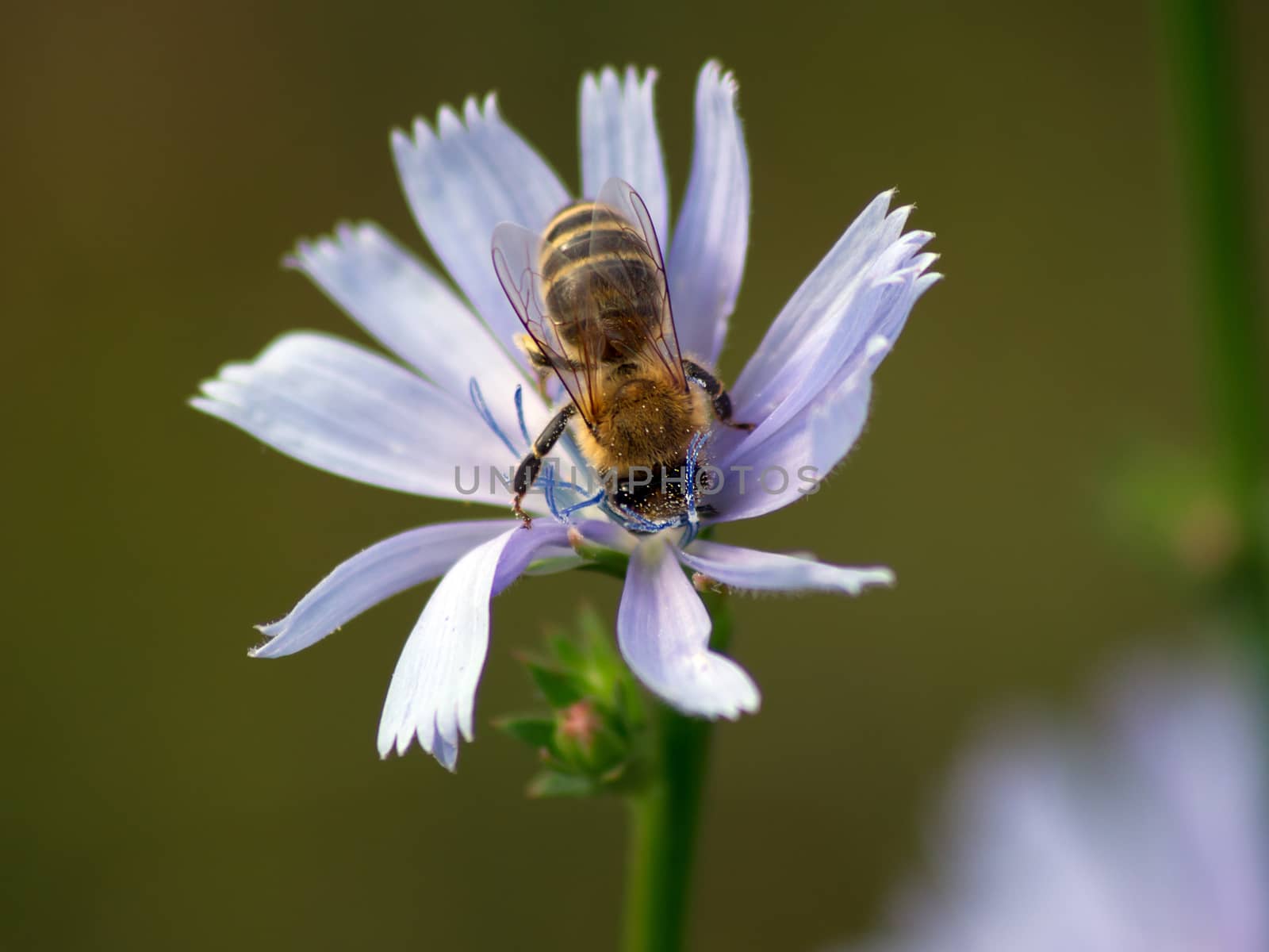chicory (Cichorium intybus) end bee by dadalia