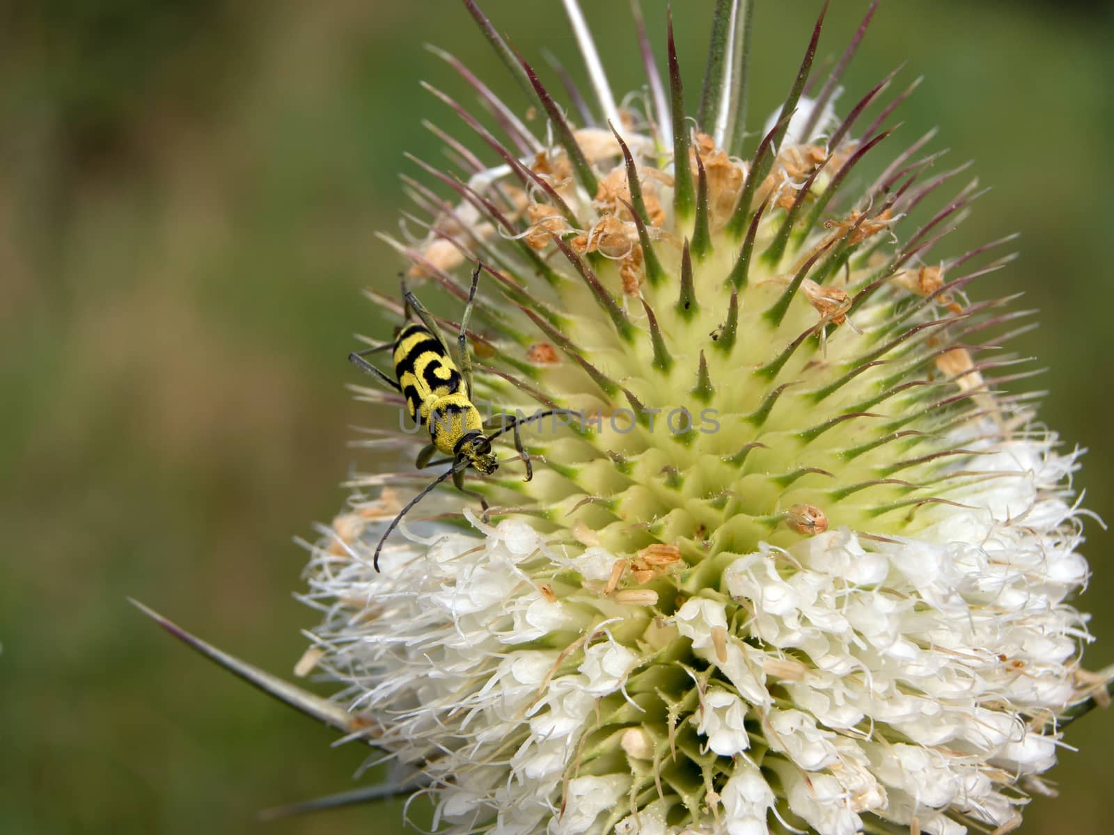 The dipsacus laciniatus roadside ditches, fallow plants.