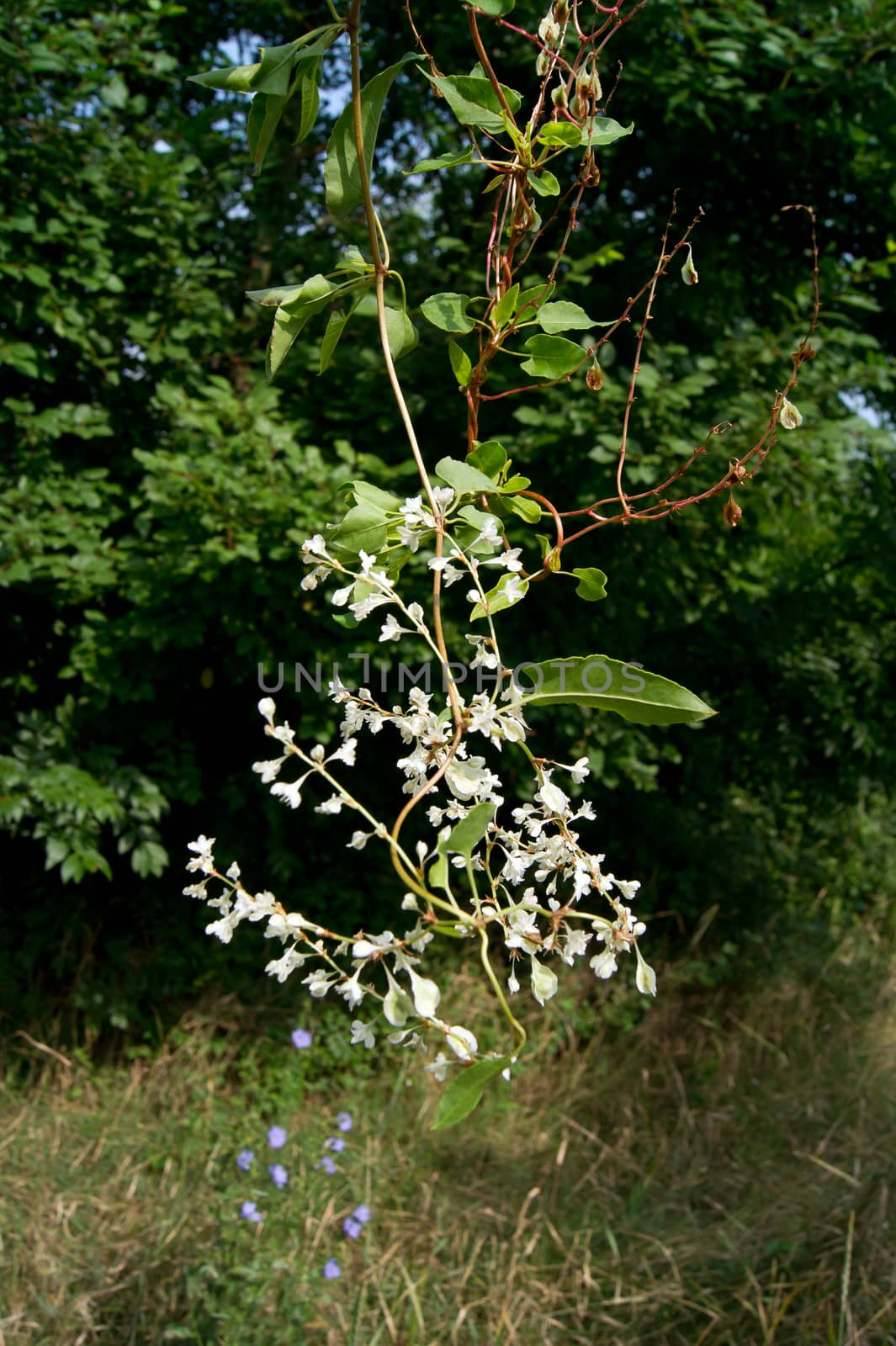 Chinese clematis (Fallopia Aubertin) by dadalia