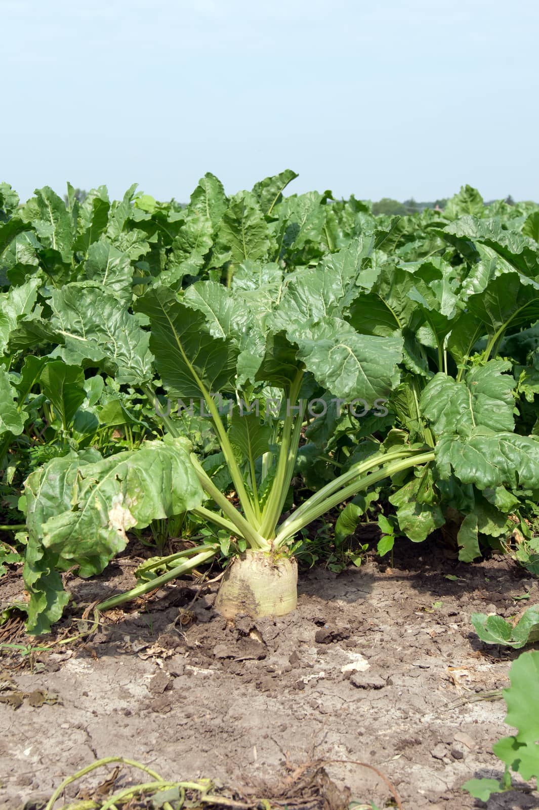 Sugar beet (Beta vulgaris) are important crops.