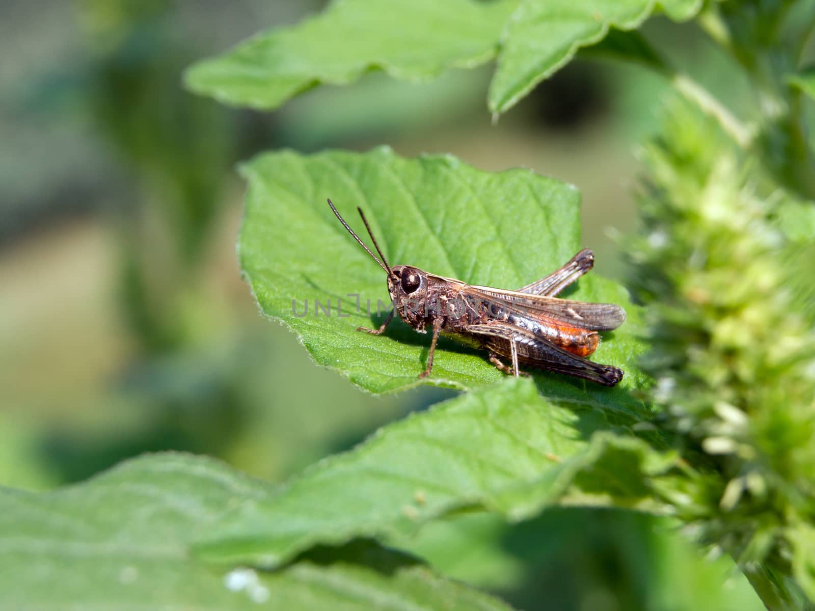 Blue-winged grasshopper (oedipoda coerulescens) to the most columnist.