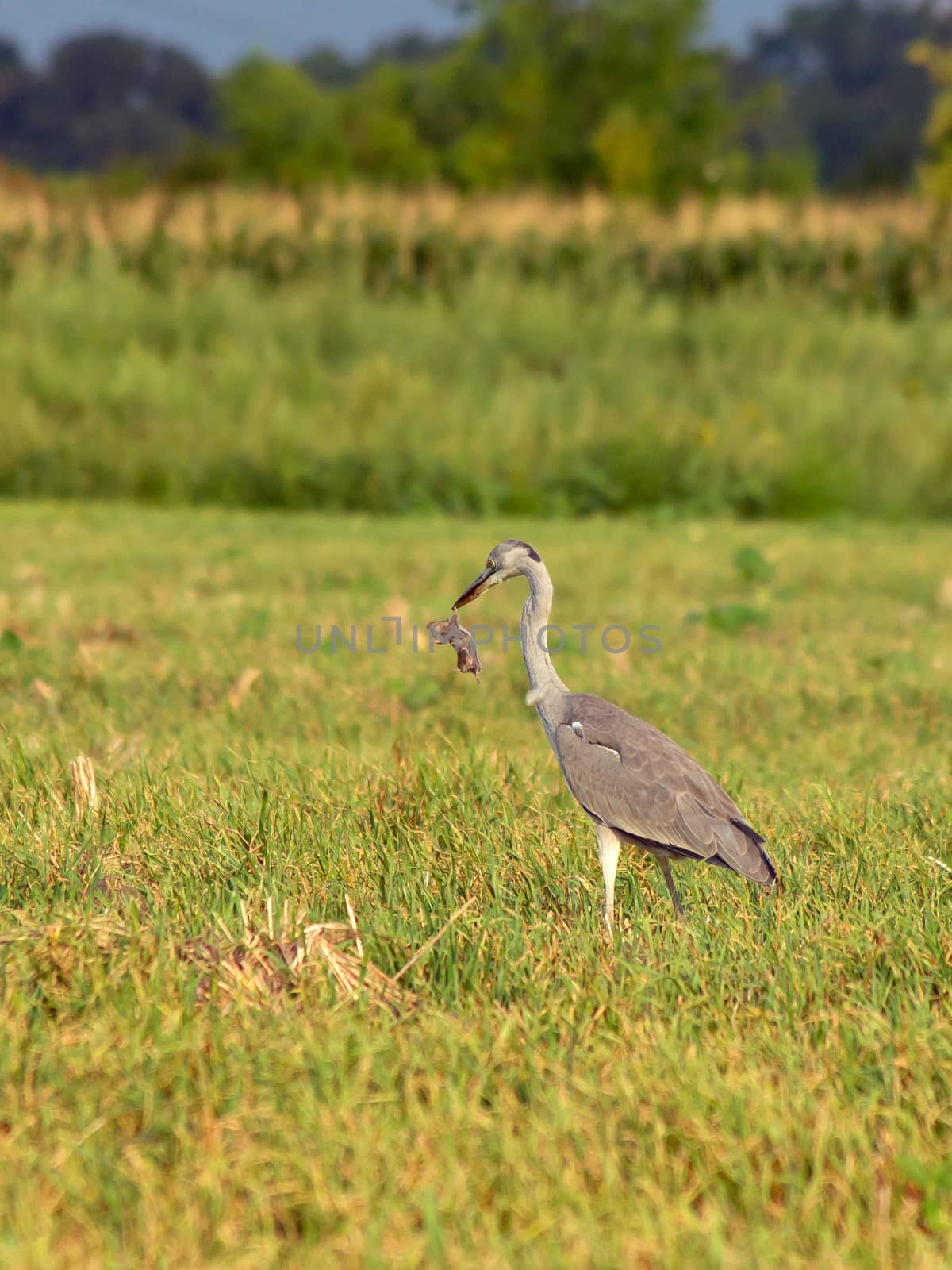 Grey Heron (Ardea cinerea) and vole (Microtus arvalis) by dadalia