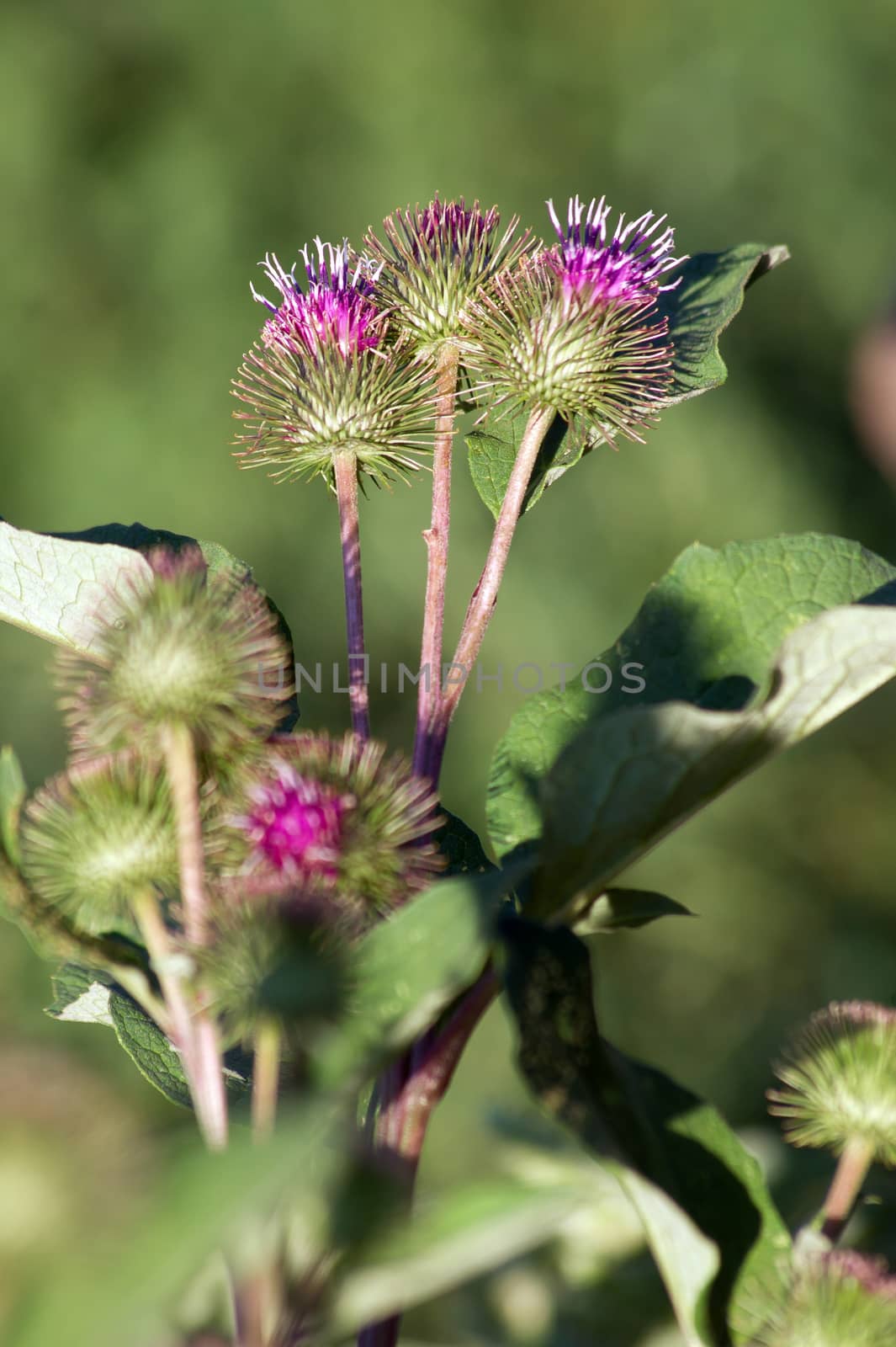Roadsides thistle (Carduus acanthoides) is a common weed.