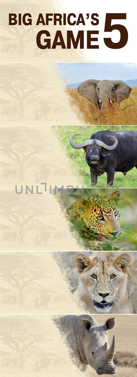 Big five africa - Lion, Elephant, Leopard, Buffalo and Rhinoceros