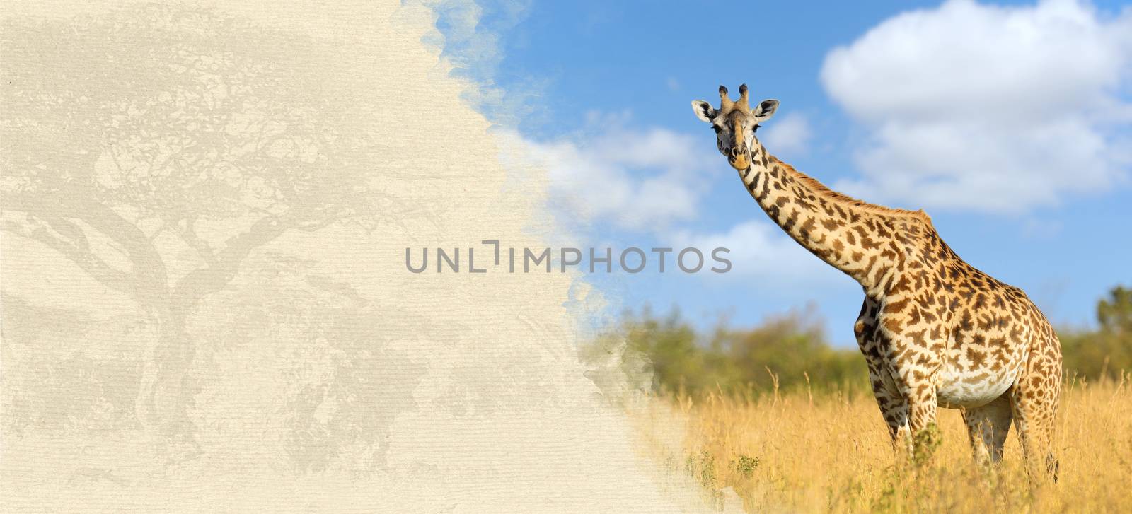 Giraffe on textured paper. Animal on a background of old paper