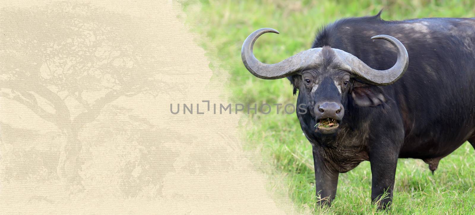 Buffalo on textured paper. Animal on a background of old paper